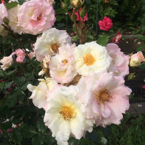 Bílá, později jemně růžová - Stromkové růže, květy kvetou ve skupinkách - stromková růže s keřovitým tvarem koruny
